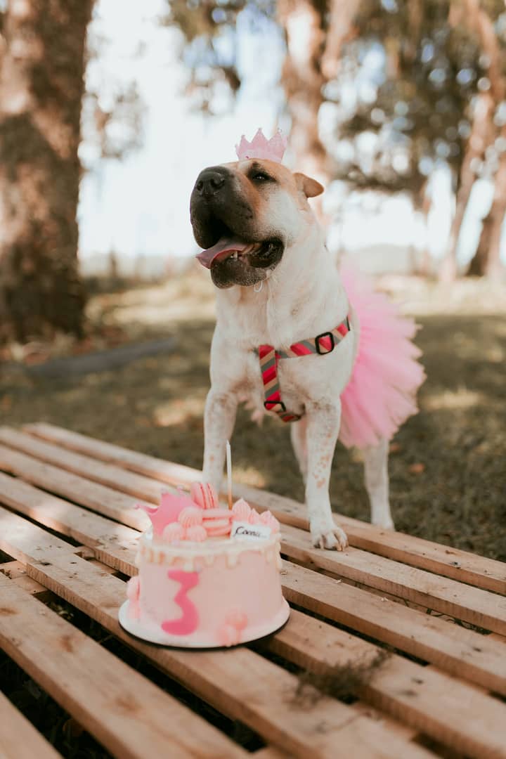 puppy party